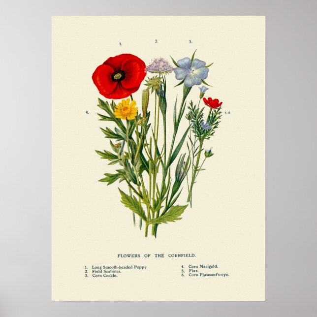 Botaniska Vintage Åkervildblommor Poster (Framsidan)