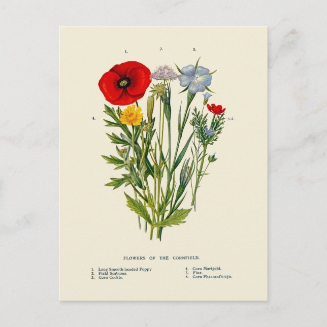 Botaniska Vintage Kornfältsvildblommor Vykort (Framsida)