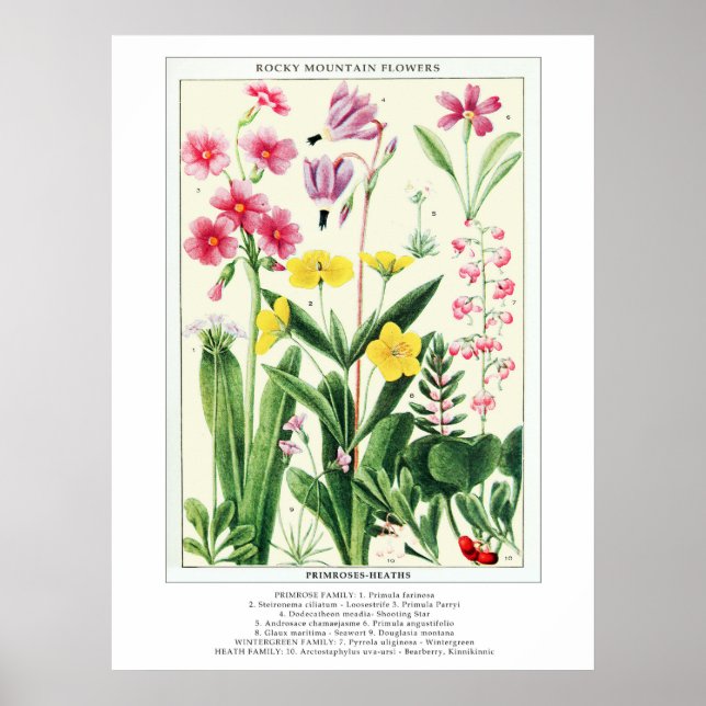 Botaniska Vintagen Rocky Mountain Wildblommor Poster (Framsidan)