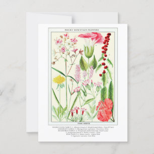 Botaniska Vintagen Rocky Mountain Wildblommor Vykort