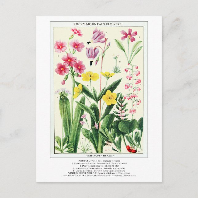 Botaniska Vintagen Rocky Mountain Wildblommor Vykort (Framsida)