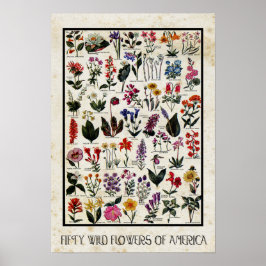 Botaniska Wildblommor från America Antique Blommig Poster