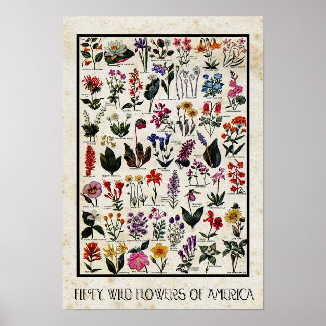 Botaniska Wildblommor från America Antique Blommig Poster (Framsidan)