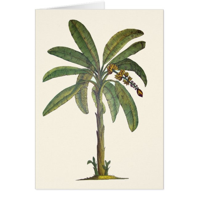 Botaniskt bananträd hälsningskort (Framsidan)