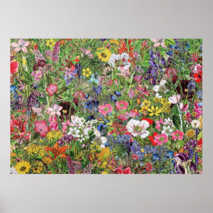 Botaniskt Bloom Nature Wildblomma Poster