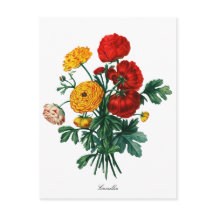 Botaniskt Camellia Bokeh