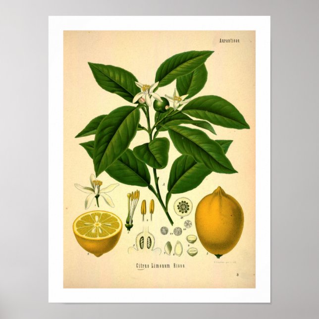Botaniskt citrontryck poster (Framsidan)