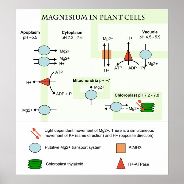 Botaniskt diagram över magnesium i växtceller poster (Framsidan)