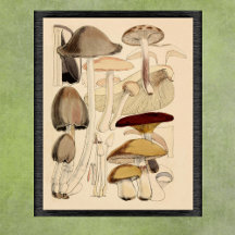 Botaniskt diagram över svamptyper för vintage