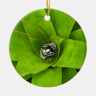 Botaniskt fotografi av bromeliad Grönt Julgransprydnad Keramik