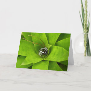 Botaniskt fotografi av bromeliad Grönt Kort