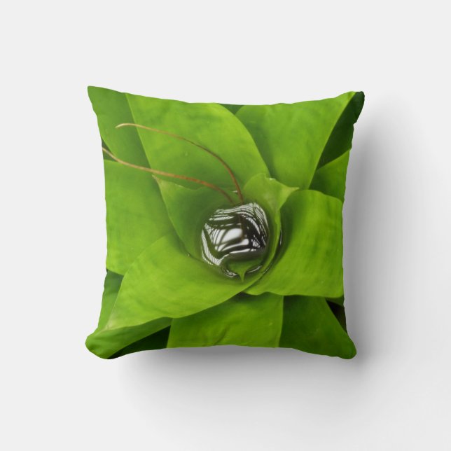 Botaniskt fotografi av bromeliad Grönt Kudde (Framsida)
