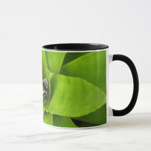 Botaniskt fotografi av bromeliad Grönt Mugg