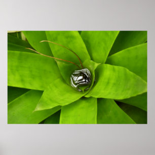 Botaniskt fotografi av bromeliad Grönt Poster