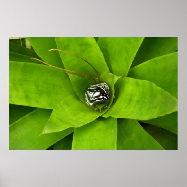 Botaniskt fotografi av bromeliad Grönt Poster (Framsidan)