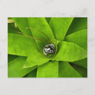 Botaniskt fotografi av bromeliad Grönt Vykort