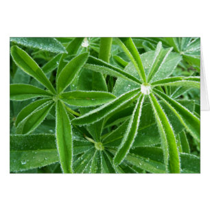 Botaniskt fotografi av Lupin Löv Hälsningskort