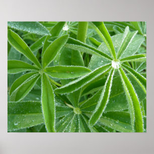 Botaniskt fotografi av Lupin Löv Poster