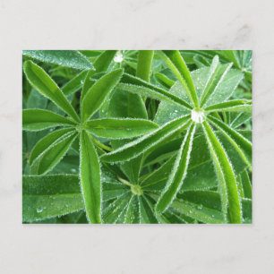 Botaniskt fotografi av Lupin Löv Vykort