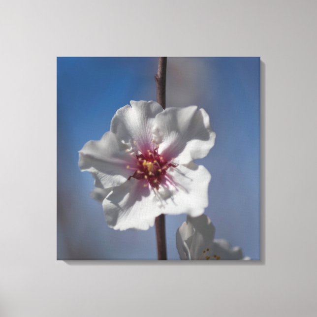 Botaniskt fotografi av vit mandelblomning Blommigt Canvastryck (Framsida)