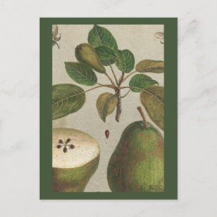 Botaniskt fruktpäron, fortfarande liv vykort