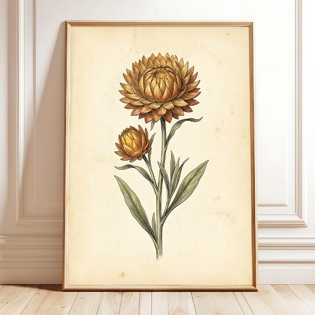Botaniskt halmblomsväggkonst poster (Skapare uppladdad)