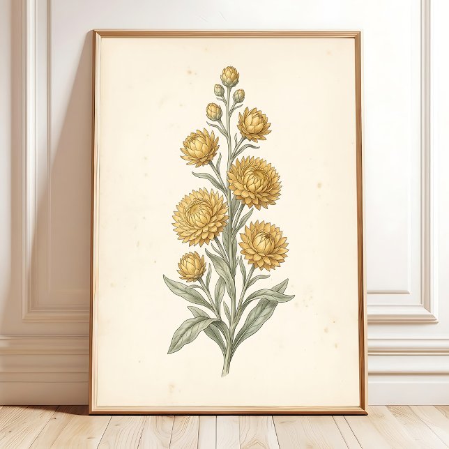 Botaniskt Helichrysum Vintagekonsttryck Poster (Skapare uppladdad)