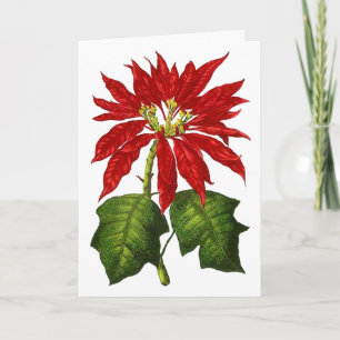 Botaniskt julstjärnahälsningkort helgkort