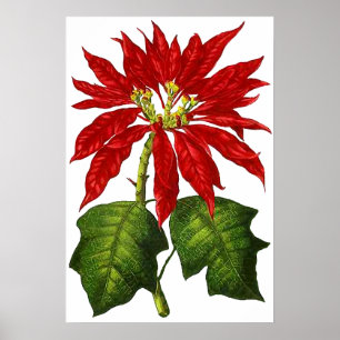 Botaniskt julstjärnatryck poster