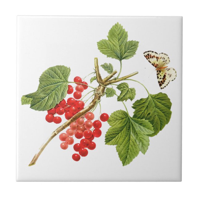 Botaniskt keramiskt plattstål kakelplatta (Framsidan)