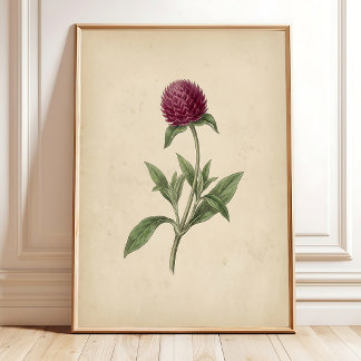 Botaniskt klotamarant vintagekonsttryck poster