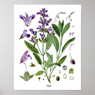 Botaniskt kök för vis ört som äter middag poster