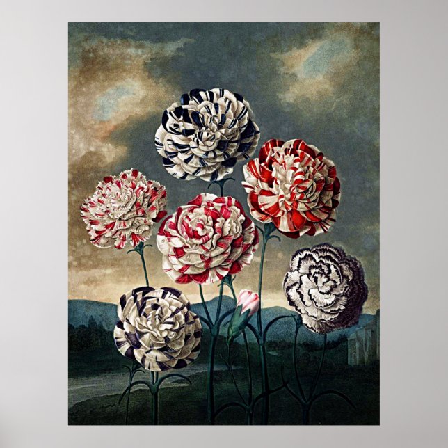 Botaniskt konstexempel för Flora Carnations Poster (Framsidan)