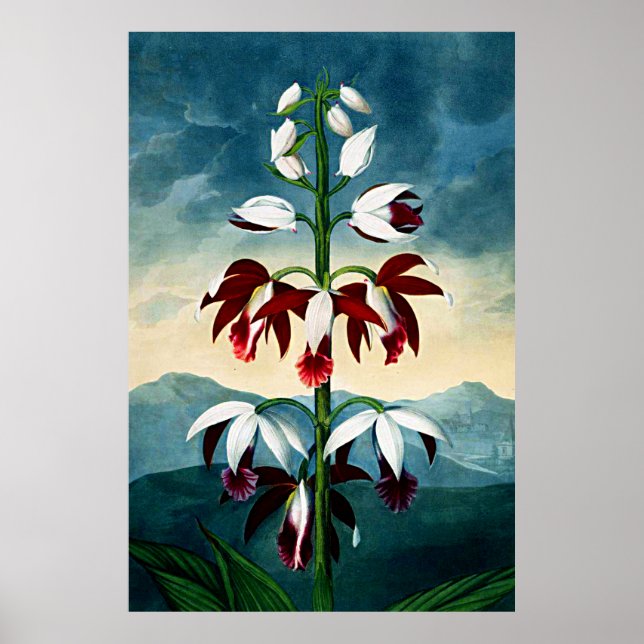 Botaniskt konstexemplar av Flora Limodoron Poster (Framsidan)