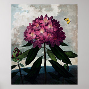 Botaniskt konstexemplar av Flora Rhododendron Poster