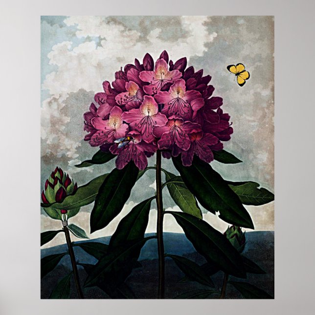 Botaniskt konstexemplar av Flora Rhododendron Poster (Framsidan)