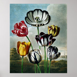 Botaniskt konstexemplar av Flora Tulips Poster