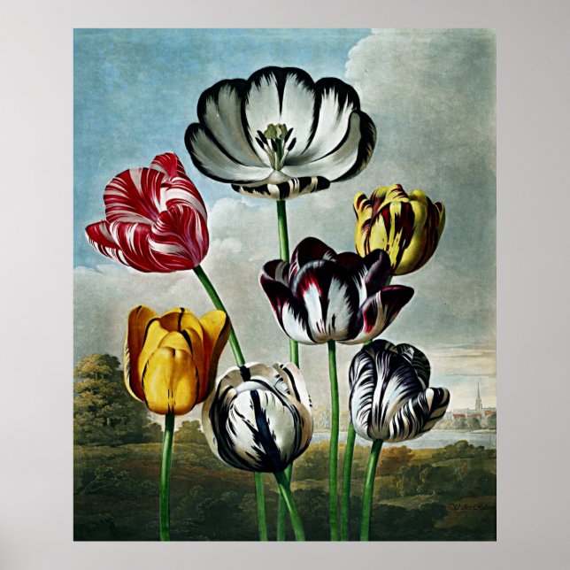 Botaniskt konstexemplar av Flora Tulips Poster (Framsidan)