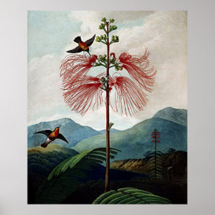 Botaniskt konstmönster för känsliga Floror Poster