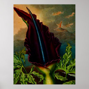 Botaniskt konstmönster från Flora Dragon Plant Poster