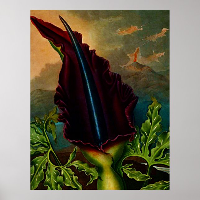 Botaniskt konstmönster från Flora Dragon Plant Poster (Framsidan)