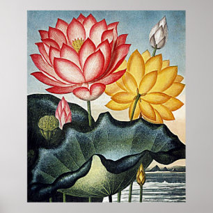 Botaniskt konsttempel av floraegyptiernäckrosen poster