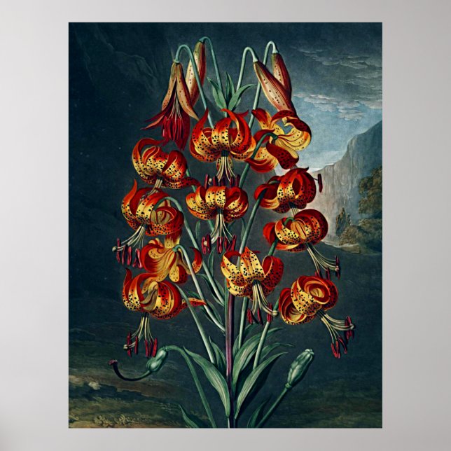 Botaniskt konsttempel från Flora Superb Lily Poster (Framsidan)