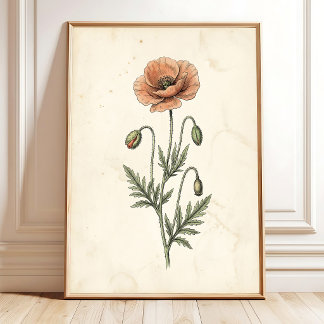 Botaniskt konsttryck av vildvallmo poster