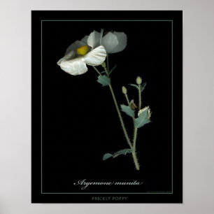 Botaniskt konsttryck för Prickly vallmo Poster
