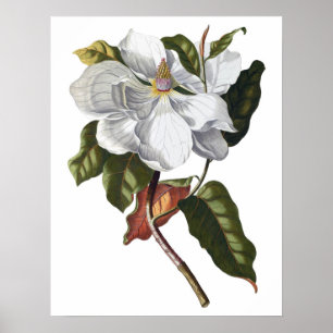 Botaniskt KVALITETSKVALITETStryck av magnolia Poster