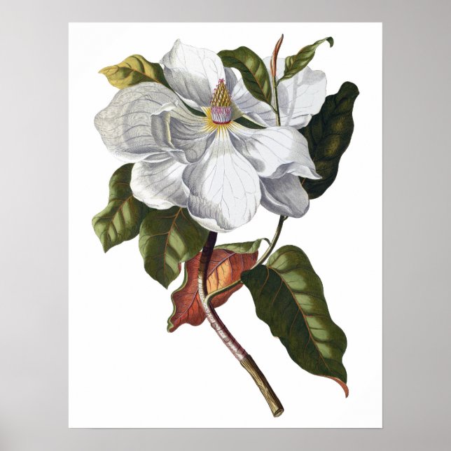 Botaniskt KVALITETSKVALITETStryck av magnolia Poster (Framsidan)