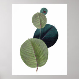 Botaniskt KVALITETSKVALITETStryck av manihot löv Poster