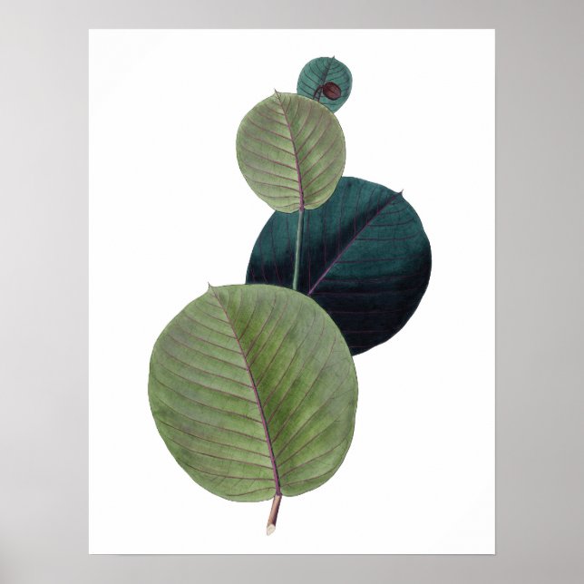 Botaniskt KVALITETSKVALITETStryck av manihot löv Poster (Framsidan)