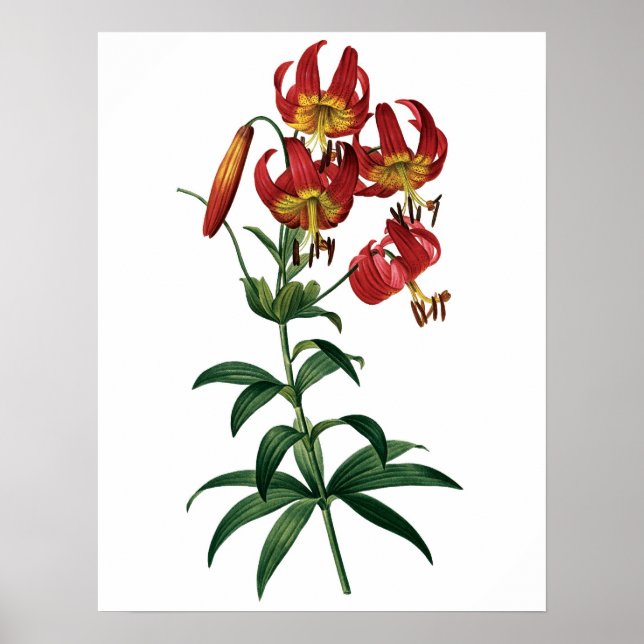 Botaniskt KVALITETSKVALITETStryck av rödlilja Poster (Framsidan)